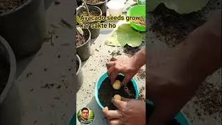 Avacado seeds grow #avacados #Avacado #shorts #gardenzonens