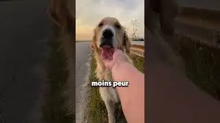 Sauver un chien abandonn&eacute; et bless&eacute; ❤️