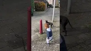 Dog Help Human Friend😍