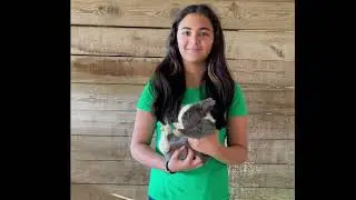 The Life Cycle of The Rabbit