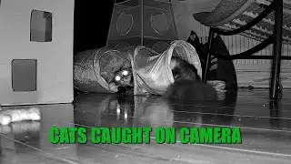 Cats Caught on Camera - Hilarious Cat Play!