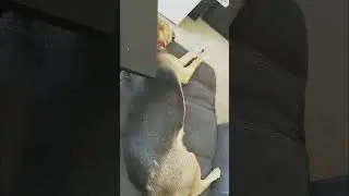 German Shepherd Mix Twitching in Sleep 😴