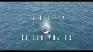 ON THE RUN Orca Hunting common dolphins.