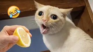 New Funniest Cats and Dogs Moments 2025😹🐾Try Not To Laugh Challenge 😂part 21
