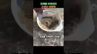 모래를 씻어내자 드런난 생명체