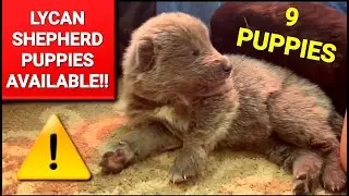 Lycan Shepherd Puppies Available Soon!! - 9 Puppies!!