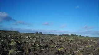 Wet Winter Wheat Timelapse