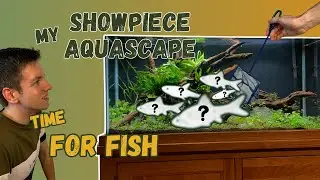 Adding fish to the SHOWPIECE AQUASCAPE- Plus a surprise addition!