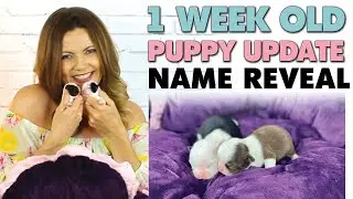 Chihuahua puppies 1 week old! I reveal their names! | Sweetie Pie Pets by Kelly Swift