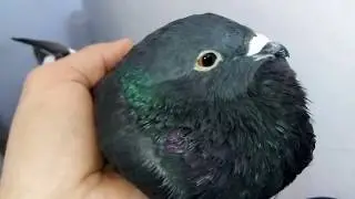 Palomos deportivos 2020... Paloma es ciega de un ojo de nacimiento.