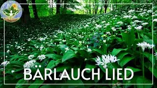 B&auml;rlauch Lied - Ich sehe nur noch B&auml;rlauch