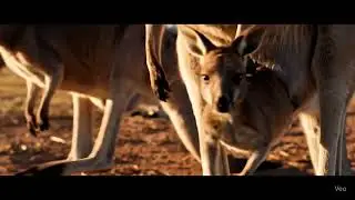 Kangaroo Family Dance #TrendingNow#ViralVideo#ReelsAI#AIReels#InstaAI#CreativeTech#FutureOfContent