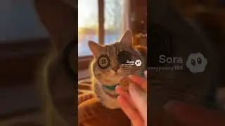 OUR Cat Has Button EYES #button #eyes #cat #funny