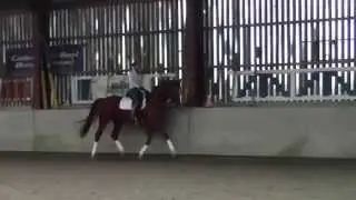Borowski Equicomm - Vers le trot de travail juste