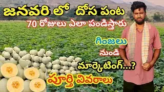 జనవరి లో దోస పంట ఏ విధంగా పండిస్తారు || కొత్తగా దోస పంట వేసే వారికి పూర్తి వివరాలు | musk melon farm