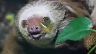 Interesting facts about Hoffmann's sloth by weird square