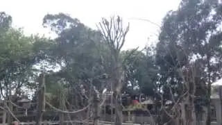 Wake Up With The Lemurs