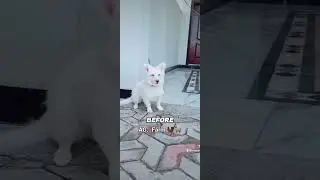 Aggressive Russian dog #agfarm #aggressive #dog #youtubeshorts