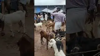 ഇന്നത്തെ ചട്ടിപ്പറമ്പ ആട് ചന്തയിലെ കാഴ്ചകൾ full video വരുന്നതാണ് chattiparamba adu chantha #goats