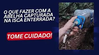Como Levar Isca Enterrada pro Meliponário.