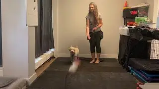 Lua&rsquo;s Training Session: obedience, play, relaxation