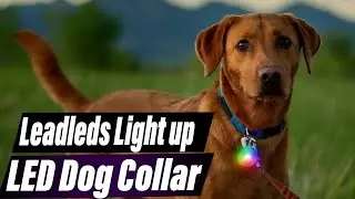 Keep Your Dog SAFE at Night! | Leadleds Light Up LED Dog Collar Review (2025)