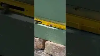 Predator: Hornet Attacks Bee at the Hive Entrance
