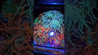 Best Anenome Coral Color Under Illumagic Fragger Pixel