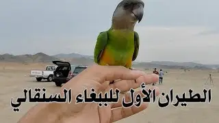 اول طيران خارجي للببغاء السنقالي الجديد🤩🔥| senegal parrot free flight