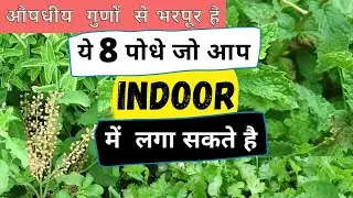 8 Medicinal Plants You Can Grow Indoor | 8 औषधीय पौधों