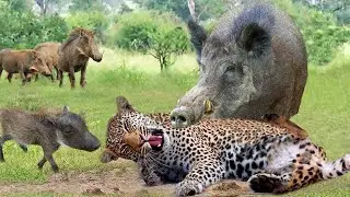 Mother Warthog Risked His Life To Take Down Leopard To Rescue Her Baby - Wild Dogs vs Buffalo