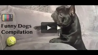 Funny Dog Compilation #1
