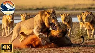 Blood War of the Red Dust: A Brutal Purge Between Two Generations of Lions #animaldocumentary