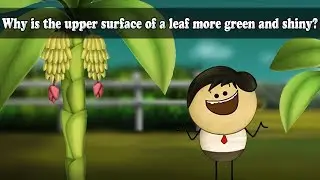 Why is the upper surface of a leaf more green and shiny? | #aumsum #kids #science