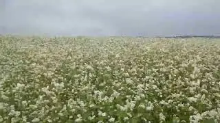 гречишные поля, здесь стоят наши пчёлы