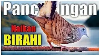Perkutut lokal gacor pancingan perkutut naikan birahi