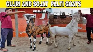 GUJRI GOAT NAYAB BAKRE SOJAT GOAT PALTI WALE ONLY SHOWK #bakraeid2025 #goatfarm #beautifullgoats