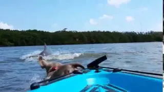 Dog jumps after dolphin from kayak