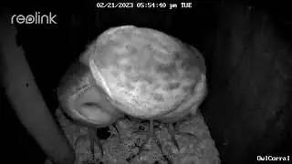 Barn Owls Mating, Bonding Preening Part 5.  Owl Box (Corral) - 2/21/23 - 5:54 pm