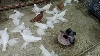 حمام شقلباظ مصري