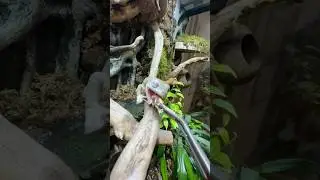 Blue eyed dumpy frog dinner