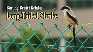 Birding In Singapore | Long-tailed Shrike | Bentet Kelabu