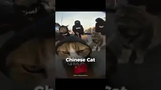 Cats Around the World 😳