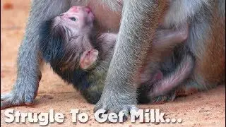 OMG!!! Newborn Baby Monkey Jilla Trying So Hard To Get Milk Cause Mum Jill Put Jilla Under Her Belly