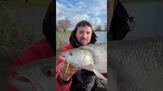 Der Rapfen auf Kaiman V2!  #fishing #rapfen #gummik&ouml;der #angeln #raubfisch #rhein #flussangeln