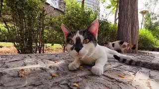 Beautiful stray cats surrounded the man as soon as they saw him