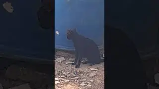 #gatos #memes #animais #pets #viral