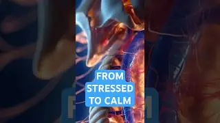 This Hemp-Based Supplement Supports Stress Balance 🌿🧠