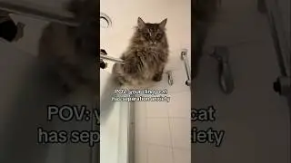 POV: your clingy cat has separation anxiety