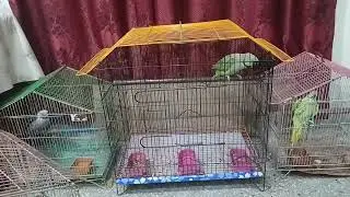 Jojo got a new cage  . Alexandrine raw parrot